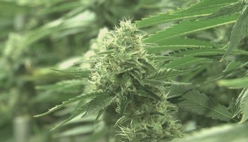 Nemci chystajú bujarú oslavu legalizácie marihuany. Nový zákon rozdelil ľudí na dva tábory