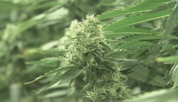 Nemci chystajú bujarú oslavu legalizácie marihuany. Nový zákon rozdelil ľudí na dva tábory