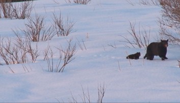 Na medveďa možno naraziť aj v zime. Odborník radí, ako znížiť riziko stretu