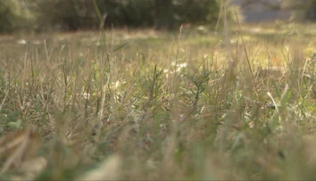 Zeleň sa počas horúčav kosila zle. Odborníčka prezradila pravidlá, ako si nezničiť trávnik