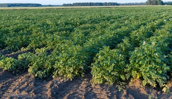 Sú neodmysliteľnou súčasťou kuchyne. Zdravotné benefity obľúbenej plodiny sú podceňované