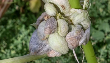 Hubári aj napriek extrémnemu suchu jasajú. Vo veľkom totiž zbierajú cenný gastronomický poklad