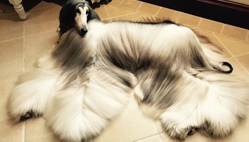 Svojho psa považuje za najkrajšieho na svete. Z tej investície sa vám zatočí hlava