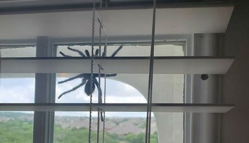 Manželia zostali v šoku. Po dverách sa im šplhal pavúk väčší ako ľudská dlaň