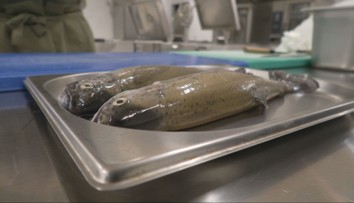 Ako očistiť a pripraviť ryby na sviatočný stôl? Skúsení odborníci sa podelili o užitočné tipy a triky