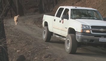 Pes prežil ohnivé peklo v Kalifornii. Mesiac čakal na svoju pani, ktorú dojal k slzám