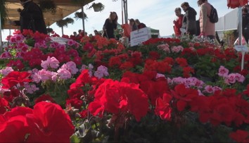 Trenčín sa zmenil na hlavné mesto pestovateľov. Na našom najväčšom veľtrhu vystavujú aj záhradkári zo zahraničia
