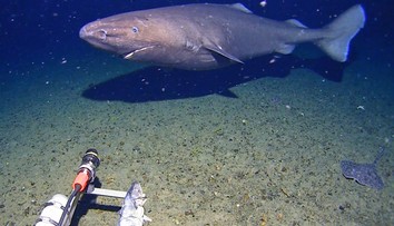 VIDEO: Moment, ktorý búra všetky mýty. Prvýkrát zachytili žraloka tam, kde ešte nikdy