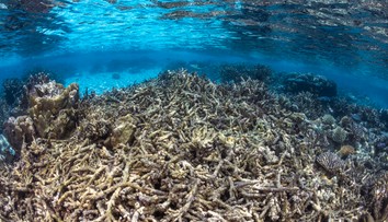 Globálne otepľovanie prekročilo prvý bod zlomu. Odumieranie všetkých koralových útesov je už nezvratné
