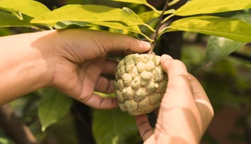 Nevábivé, no extrémne výživné. Toto ovocie patrí medzi najzdravšie na svete, mnohí z nás o ňom ani nepočuli