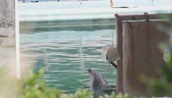 Krutý osud zvierat v zatvorenom vodnom parku. Nechali ich tam v hrozných podmienkach