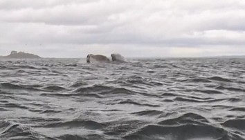 VIDEO: Kajakárovi išlo o život. Pohltila ho veľryba, všetko zachytila kamera