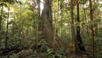 Zázrak. Štyri deti prežili po páde lietadla vyše dva týždne v Amazonskom pralese