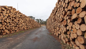 Obrovský úlovok: V dreve určenom pre Európu objavili 100 ton drog