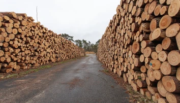 Obrovský úlovok: V dreve určenom pre Európu objavili 100 ton drog