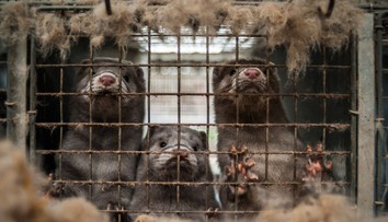 Po výskyte koronavírusu na norkových farmách v Holandsku začínajú likvidovať zvieratá