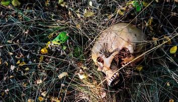 Desivý objav pri ihrisku: Deti sa hrali a našli ľudskú lebku. Polícia odhalila ďalšie kosti