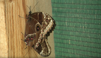 Zoltán si zamiloval motýle. Jeho záhrada je hotový raj