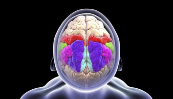 Keď sme unavení, mozog sa nám fyzicky zmení. Vedci sa nevedia zhodnúť na novom objave