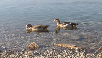 V hlavnom meste sa zahniezdila exotická hus, ochranári nie sú vôbec nadšení