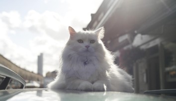 Mačka, ktorú v Poľsku prehlásili za nezvestnú, sa o pár hodín neskôr objavila v Chorvátsku