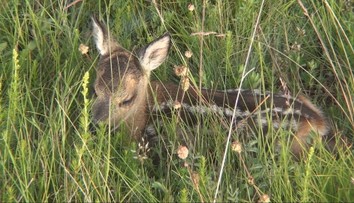 Túžba pomôcť sa môže skončiť tragédiou. Opustených mláďat sa za žiadnych okolností v lese nedotýkajte