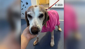 FOTO: Sučka mala vážne problémy s močením. Veterinári neverili, čo našli v jej tele