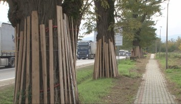 Zachovanie stromov je prioritou. V Poľsku pri výstavbe rýchlostnej cesty chránia vzácnu agátovú alej