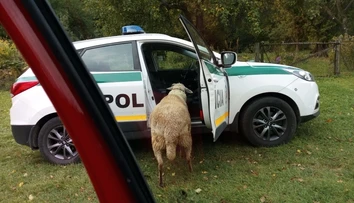 Baran na Myjave ťažko zranil dôchodkyňu. Utekali pred ním policajti aj záchranári