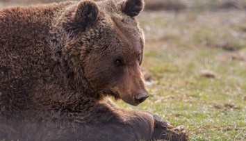 Nová mapa ukáže, kde sa pohybujú medvede. Má pomôcť predísť nebezpečným stretom