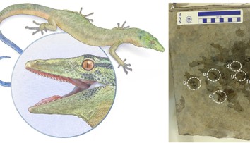 Vedci odhalili záhadného tvora, ktorý rúca predstavy o evolúcii. Môže pomôcť vyriešiť dávnu záhadu