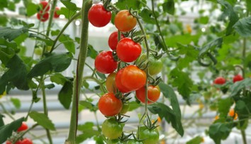 Paradajky už nechutia ako kedysi. Vedci vysvetľujú, čo sa s nimi stalo