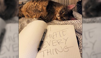 Mačka Grumpy má nasledovníčku. Hviezdou sociálnych sietí sa stala večne sklamaná Barbara