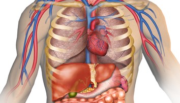 Vedci hovoria o objavení nového ľudského orgánu, má byť najväčší v našom tele