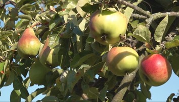 Vznikol systémom pokus-omyl. Záhradkár dopestoval strom, na ktorom sa miešajú hrušky s jablkami