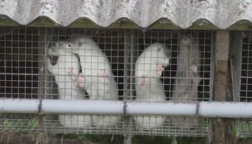 Hrozí Slovensku nový koronavírus zvierat, ktoré chovajú na kožušiny? Ideme ich pretestovať