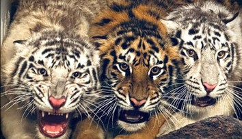 V bojnickej ZOO zahynulo mláďa tigra. O život ho zrejme pripravili jeho dve sestry