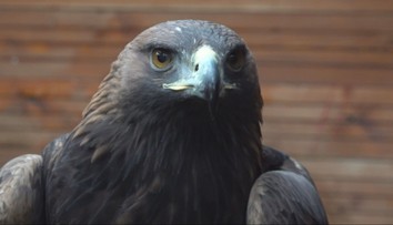 Váži pár kilogramov, no má silu dospelého muža. Orol v Nórsku zaútočil na ľudí, bránili pred ním batoľa