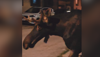 VIDEO: Zvieracia celebrita dorazila na Slovensko. Los Emil prekvapil Skaličanov