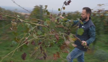 Choroba, ktorá ničí vinohrady. Zlaté žltnutie už zasiahlo osem okresov, vinári hovoria o katastrofe