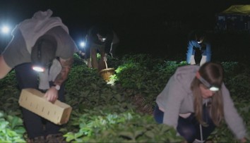 Extrémne horúčavy priniesli novinku. Samozber jahôd po zotmení si ľudia obľúbili
