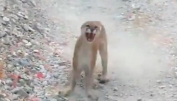 VIDEO: Muž počas turistiky zažil hotové peklo. V pätách mu bola vytrvalá puma