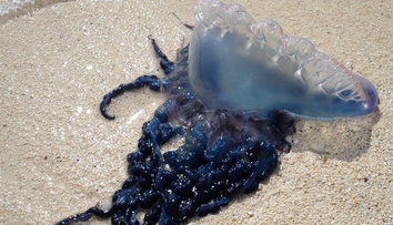 Na pláži v Španielsku sa objavil nebezpečný tvor. Jediný jeho dotyk môže zabiť