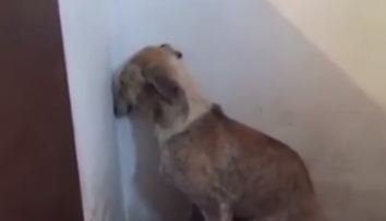 Psa zrejme roky týrali. Z jeho správania puká srdce