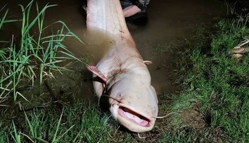Český rybár chytil životný úlovok. Miesto zubáča mu zabral rekordne veľký sumec albín
