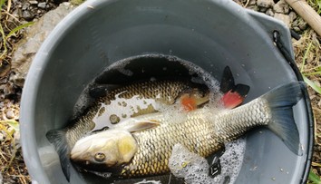Ryby z tejto rieky nejedzte. Veterinári upozorňujú na látky spôsobujúce rakovinu