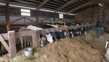 Slintačka a krívačka sa môže ukrývať na nezvyčajnom mieste. Chovatelia nemajú vyhraté