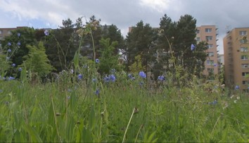 Kosiť či nekosiť? Nové prístupy v starostlivosti o mestskú zeleň majú viacero benefitov