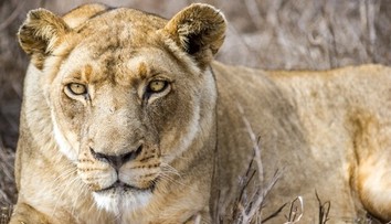 VIDEO: Levica napadla ženu a dve deti. Majitelia šelmy sa len pobavene prizerali