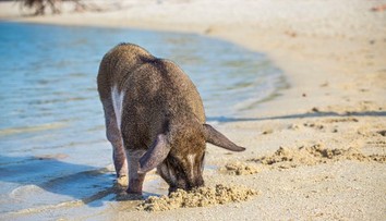 Letná idylka sa zmenila na stres. Diviaky v Chorvátsku ohrozujú turistov aj domácich